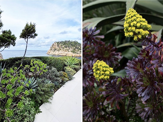 Aeóniums de Canarias para los jardines mediterráneos